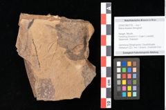 Foto (Objekt + Etikett) von Betula dryadum Brongniart (NHMW-GEO-2024-0188-0726)